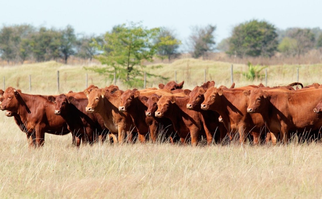 Kansas Red Angus Cattle Herd