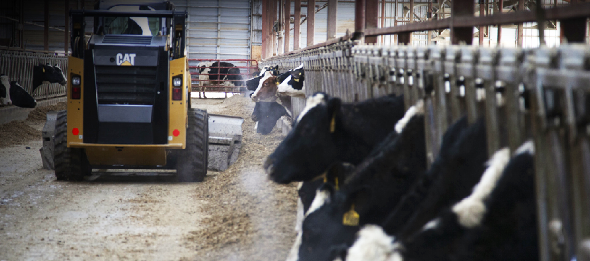 Dairy Farmers of America Dairy Cattle