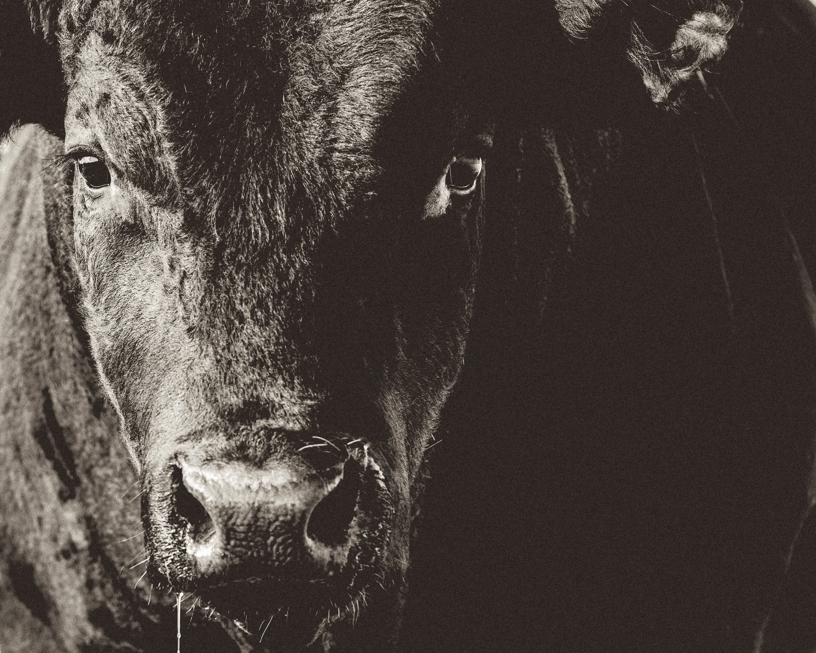Black Angus Bull